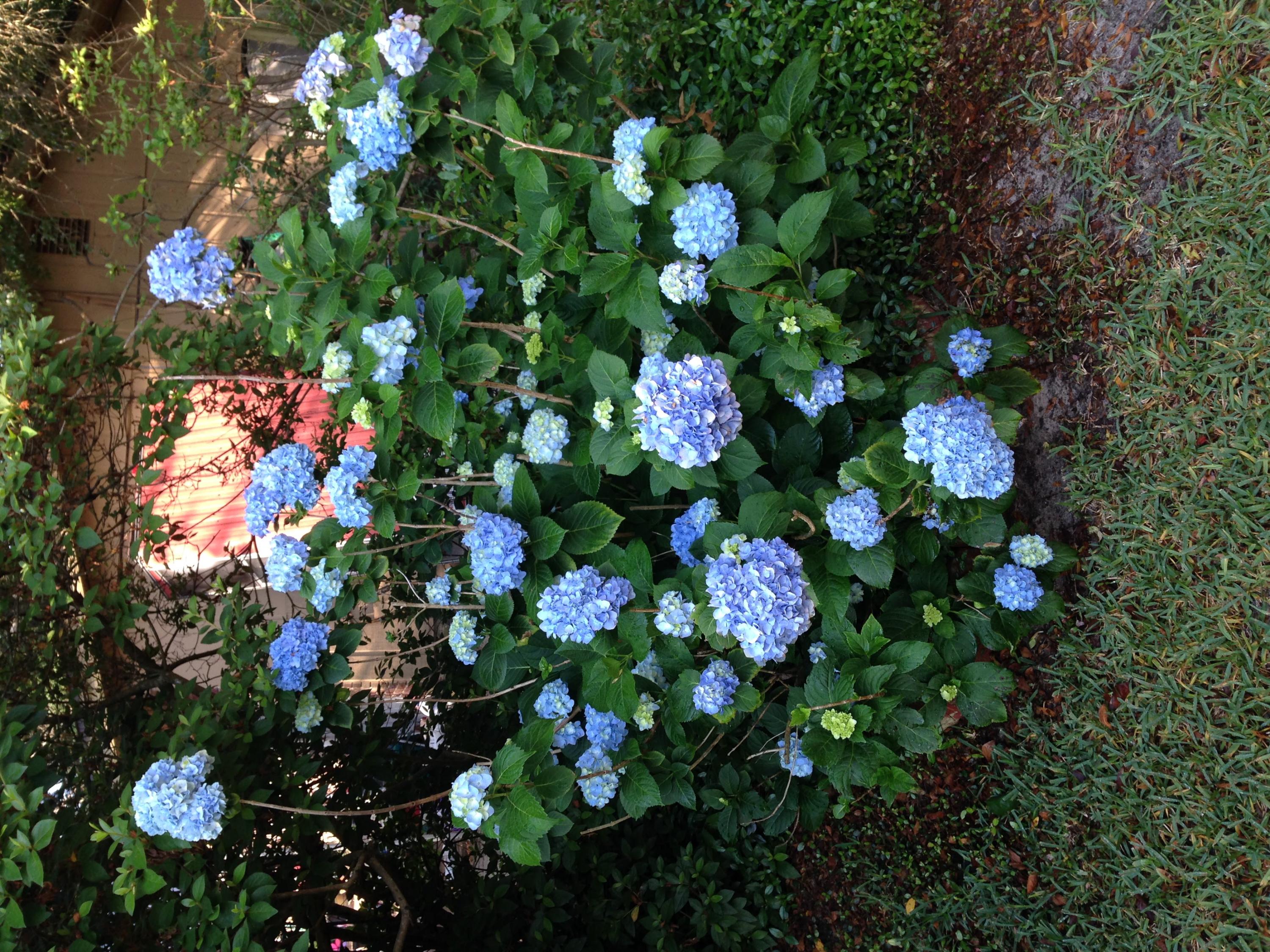 RACETRACK ROAD 1ST - Residential