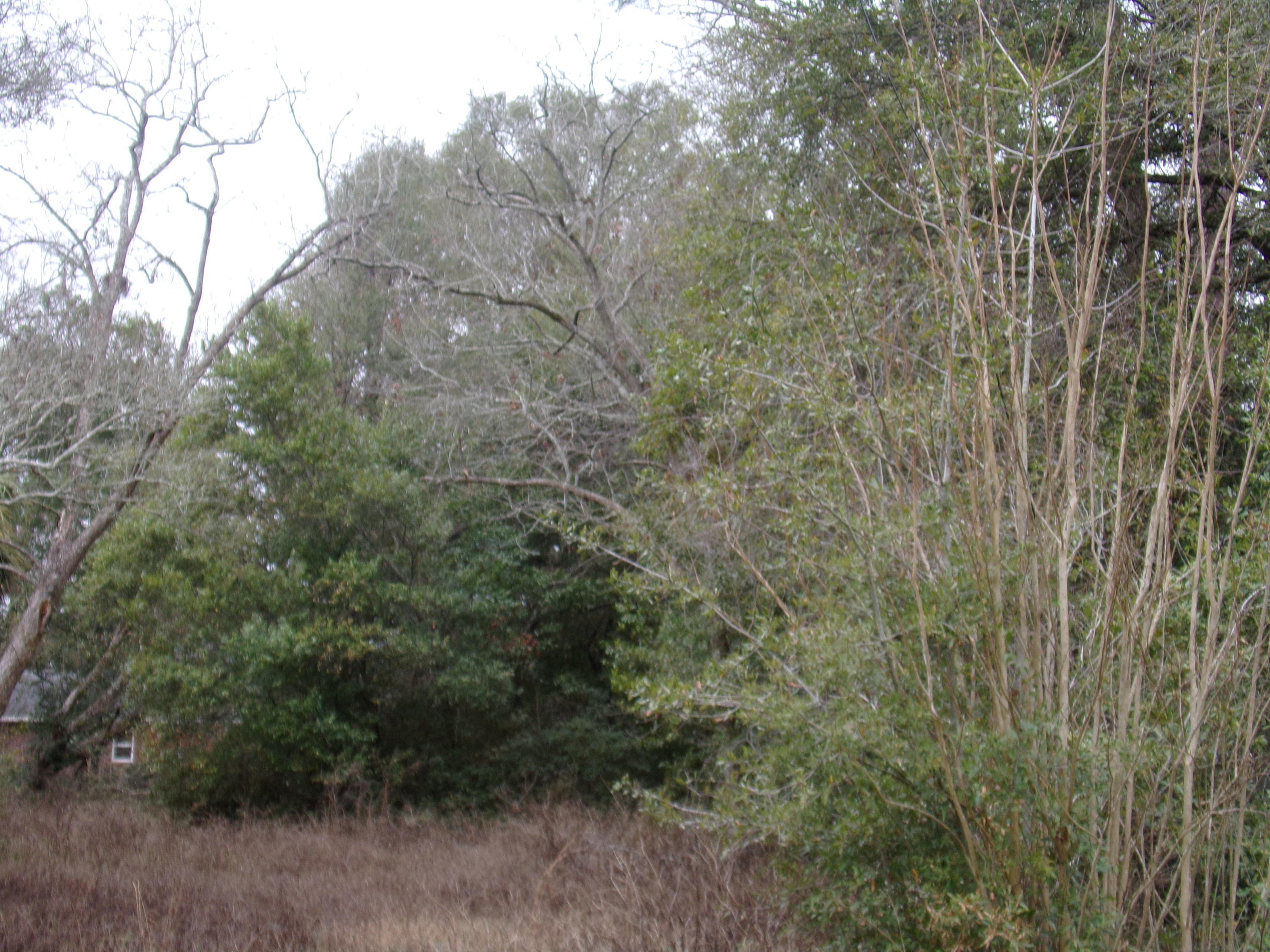 Holley Grove East - Land