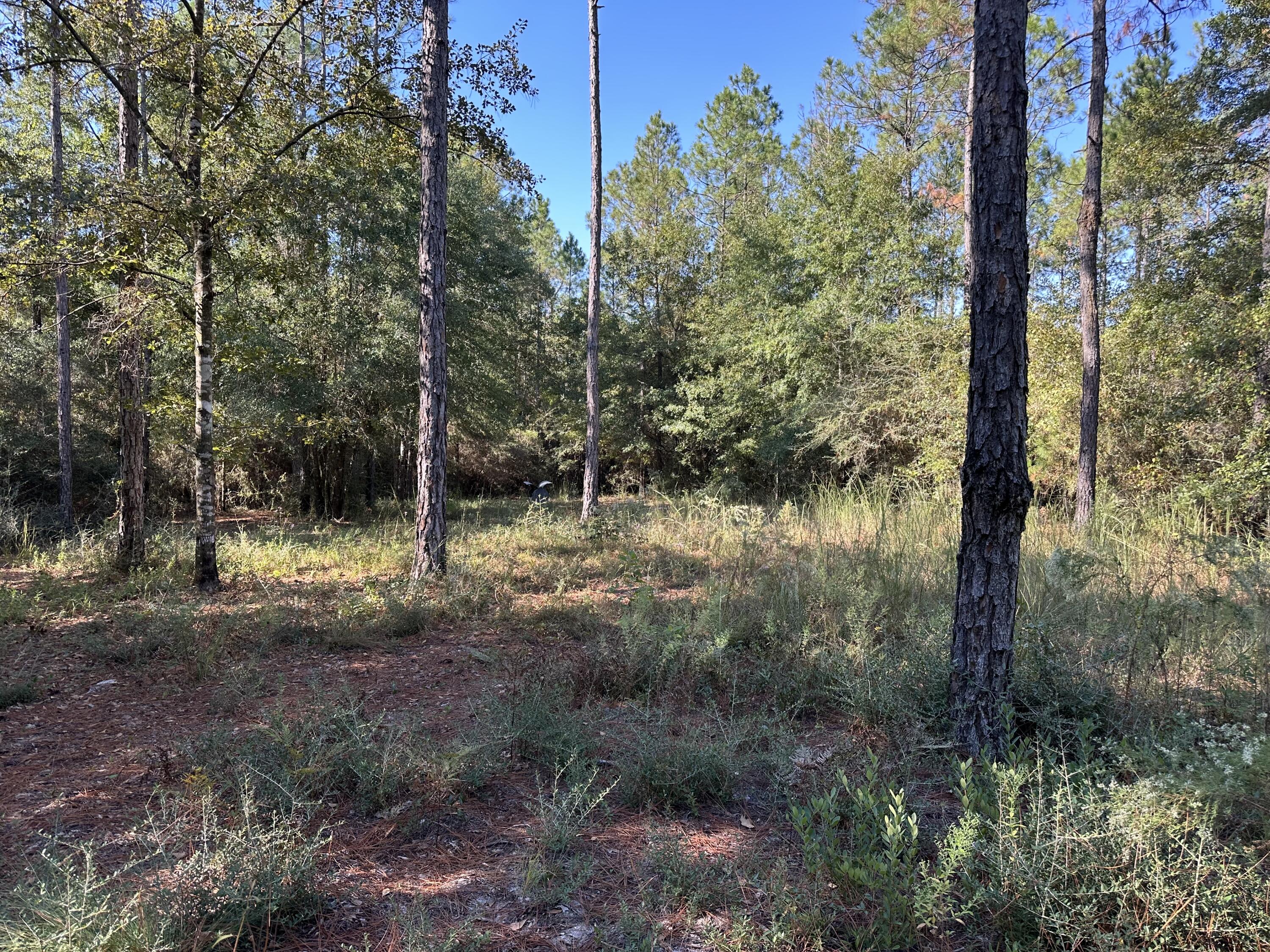 WALTON PLANTATION - Residential
