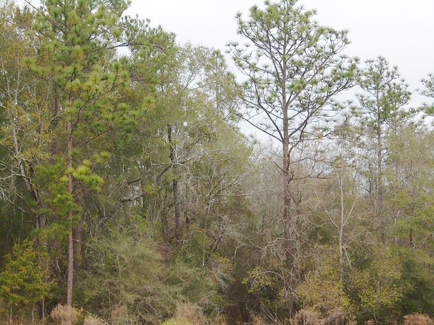 LARGE 40 ACRE TRACT LOCATED IN BEAUTIFUL NORTH WALTON COUNTY. PROPERTY FACES ON PAVED ROAD COUNTY HIGHWAY 1087 AS WELL AS FACES COUNTY ROAD ADAMS RANCH ROAD WHICH ALLOWS YOU PLENTY OF OPPORTUNITIES TO PICK YOUR HOMESITE. PROPERTY IS PLANTED IN TIMBER AND HAS A SMALL FLOWING CREEK. PLENTY OF WILDLIFE AND IS LOCATED JUST SOUTH OF SHOAL RIVER. PROPERTY HAS TONS OF OPPORTUNITY TO ALLOW YOU TO BUILD YOUR DREAM HOME, HUNT, AND ENJOY THE COUNTRY. NATURAL GAS LINE EASEMENT IS THROUGH PROPERTY HOWEVER YOU CAN BUILD TO EITHER SIDE.