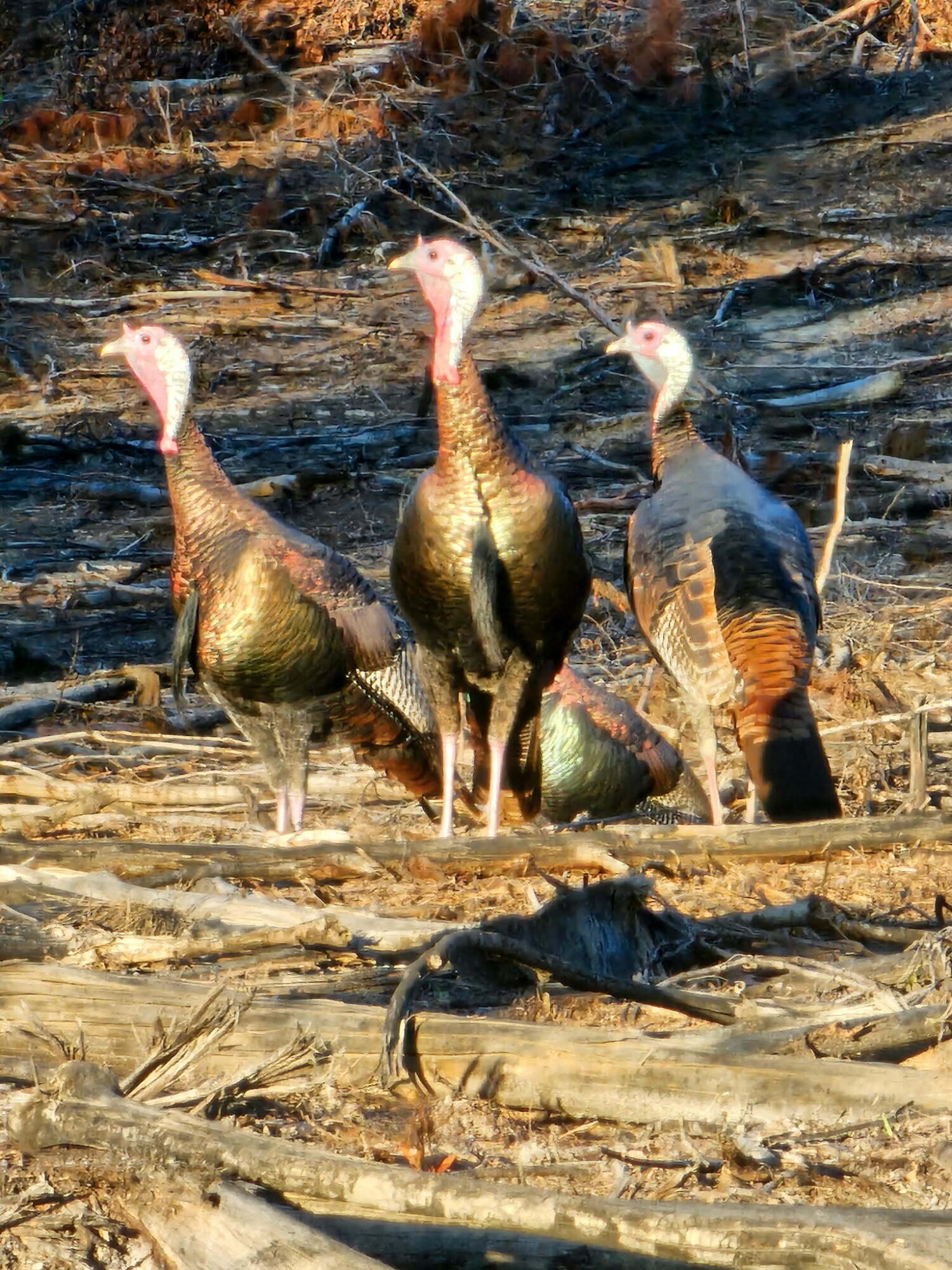 METES & BOUNDS - Land