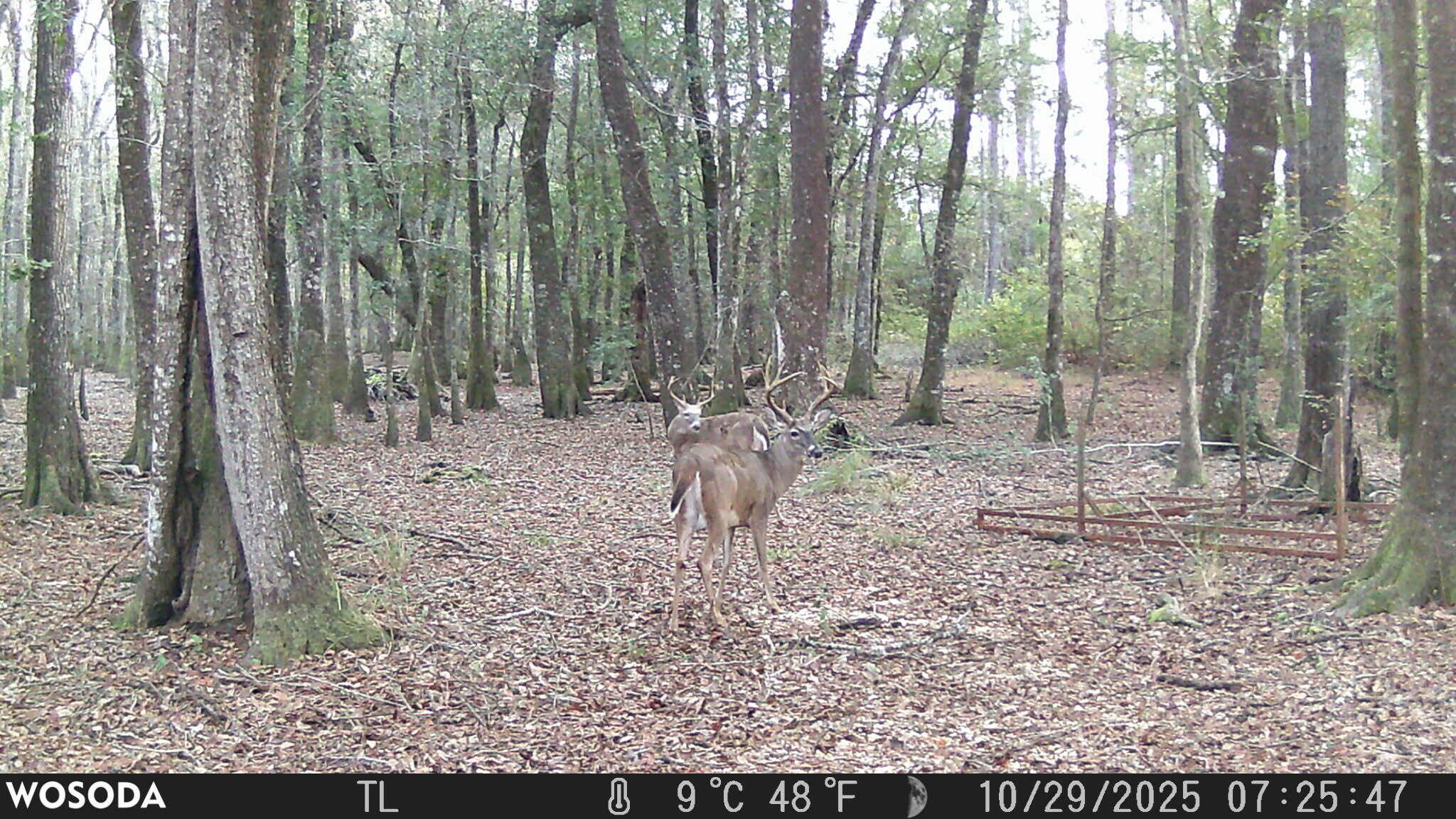 METES & BOUNDS - Land