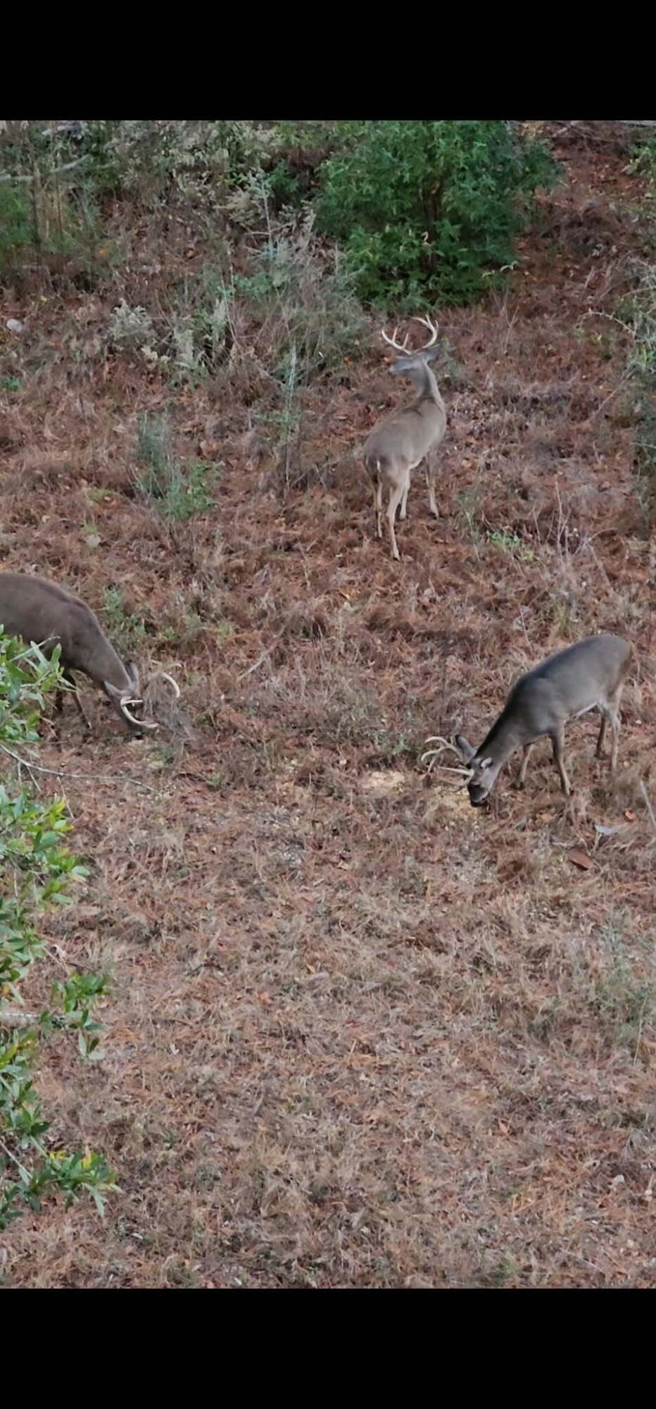 METES & BOUNDS - Land
