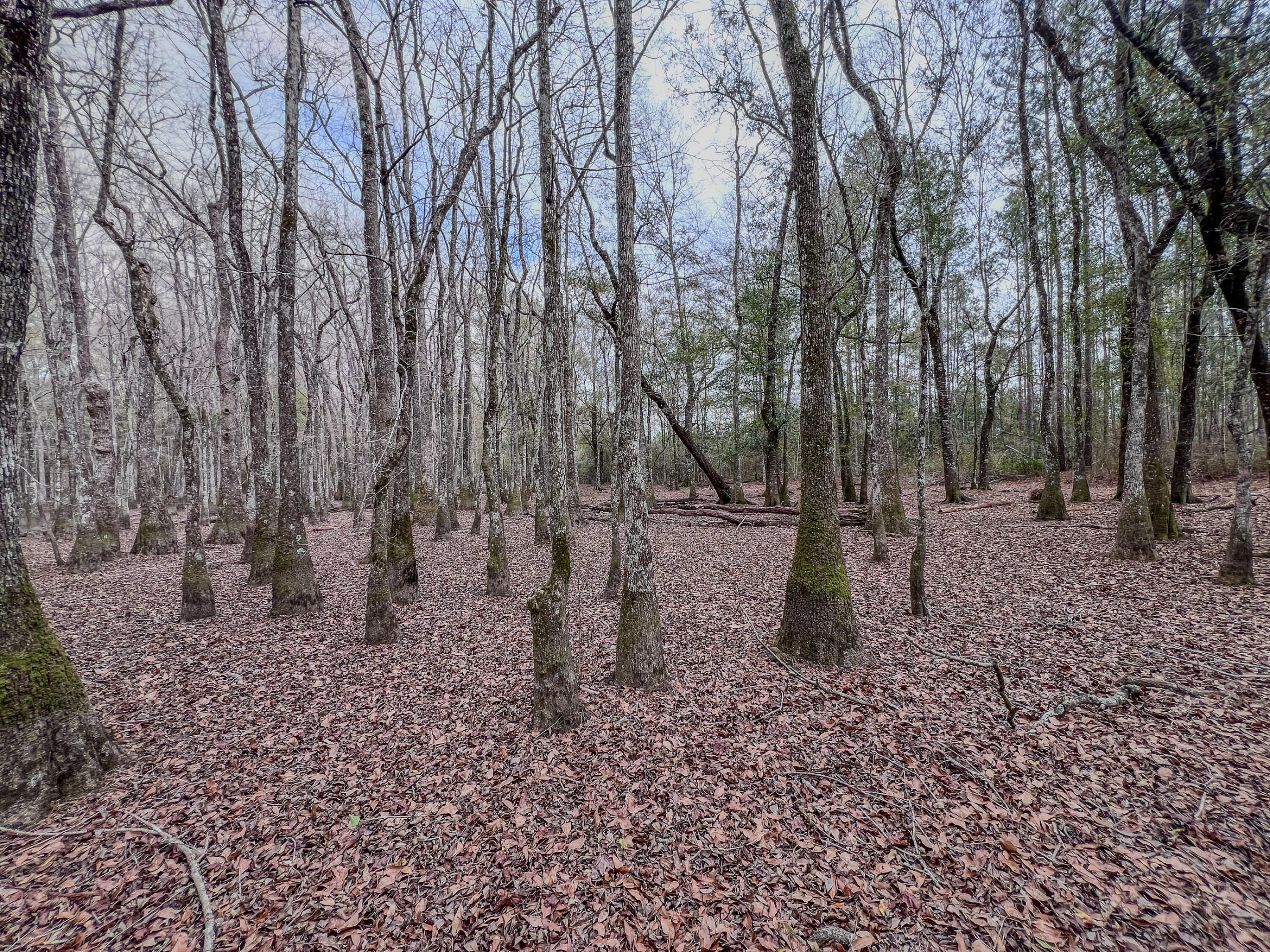 METES & BOUNDS - Land