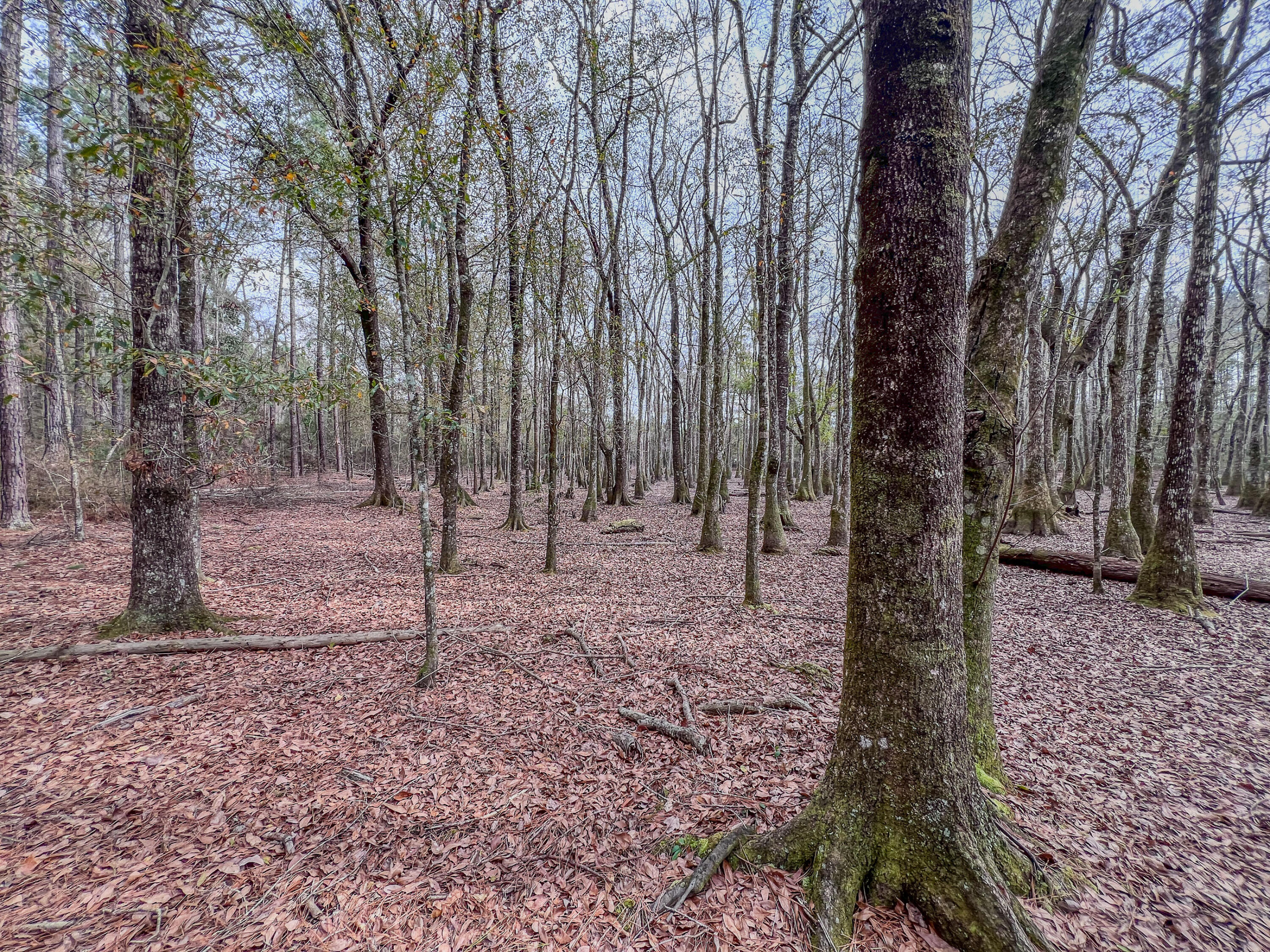 METES & BOUNDS - Land