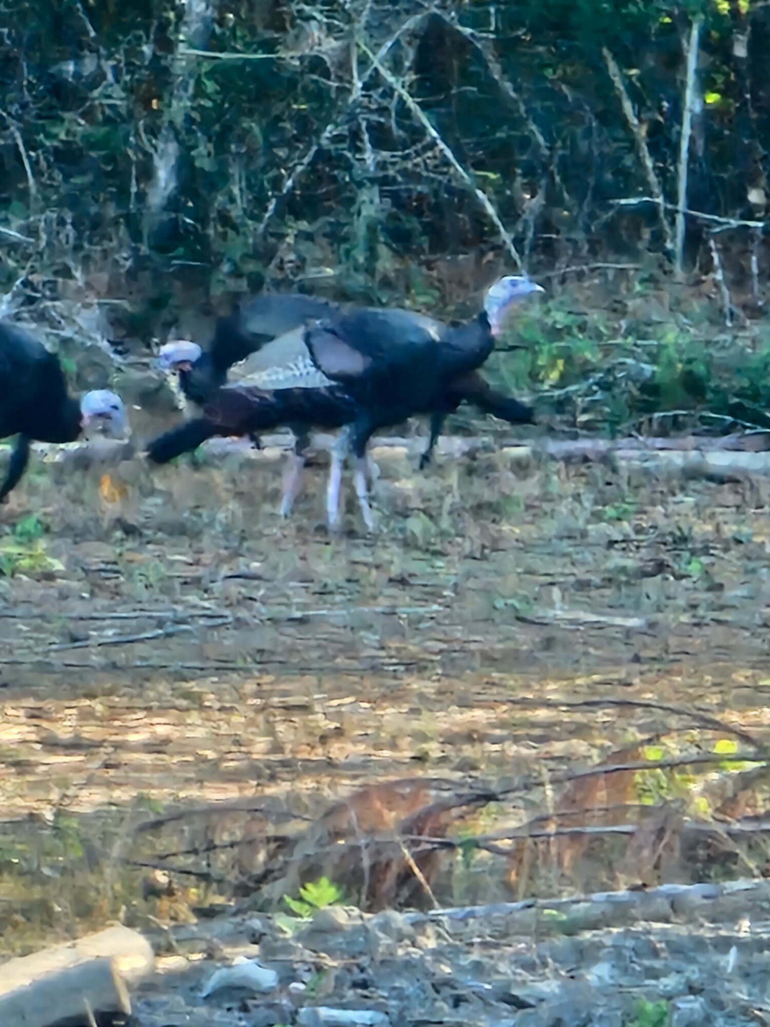 METES & BOUNDS - Land