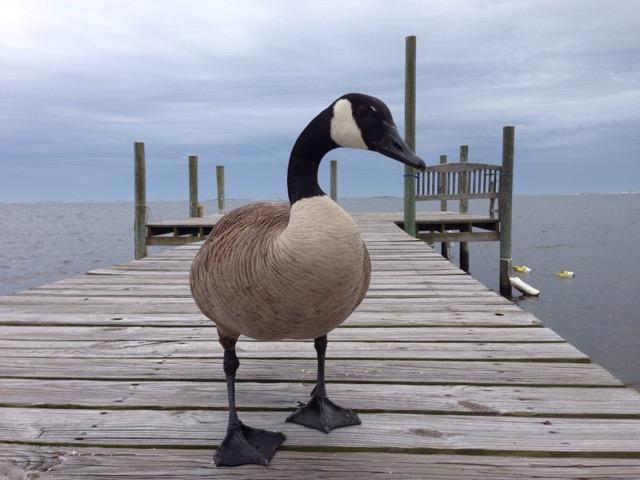 SOUNDWIND CONDO - Residential