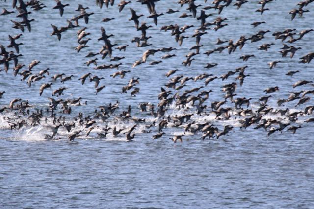 SOUNDWIND CONDO - Residential