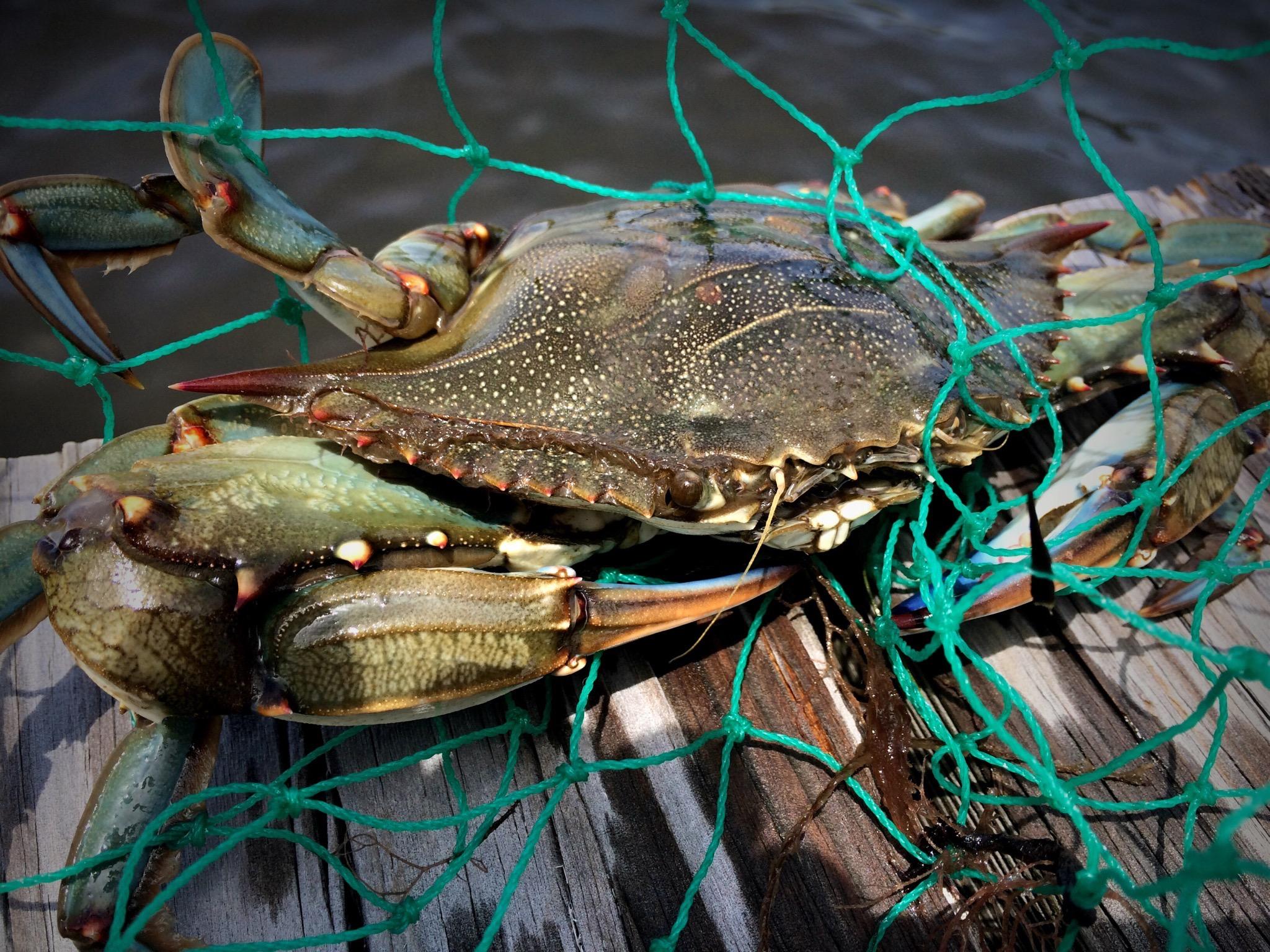 SOUNDWIND CONDO - Residential