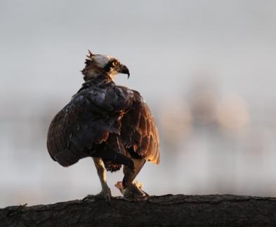 SOUNDWIND CONDO - Residential