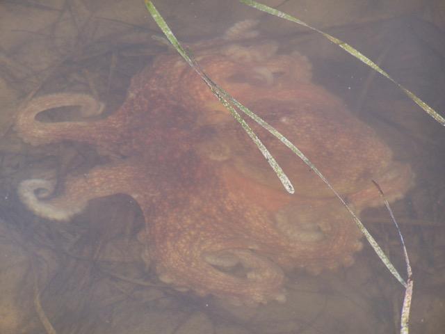 SOUNDWIND CONDO - Residential