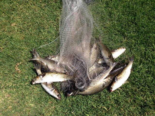 SOUNDWIND CONDO - Residential