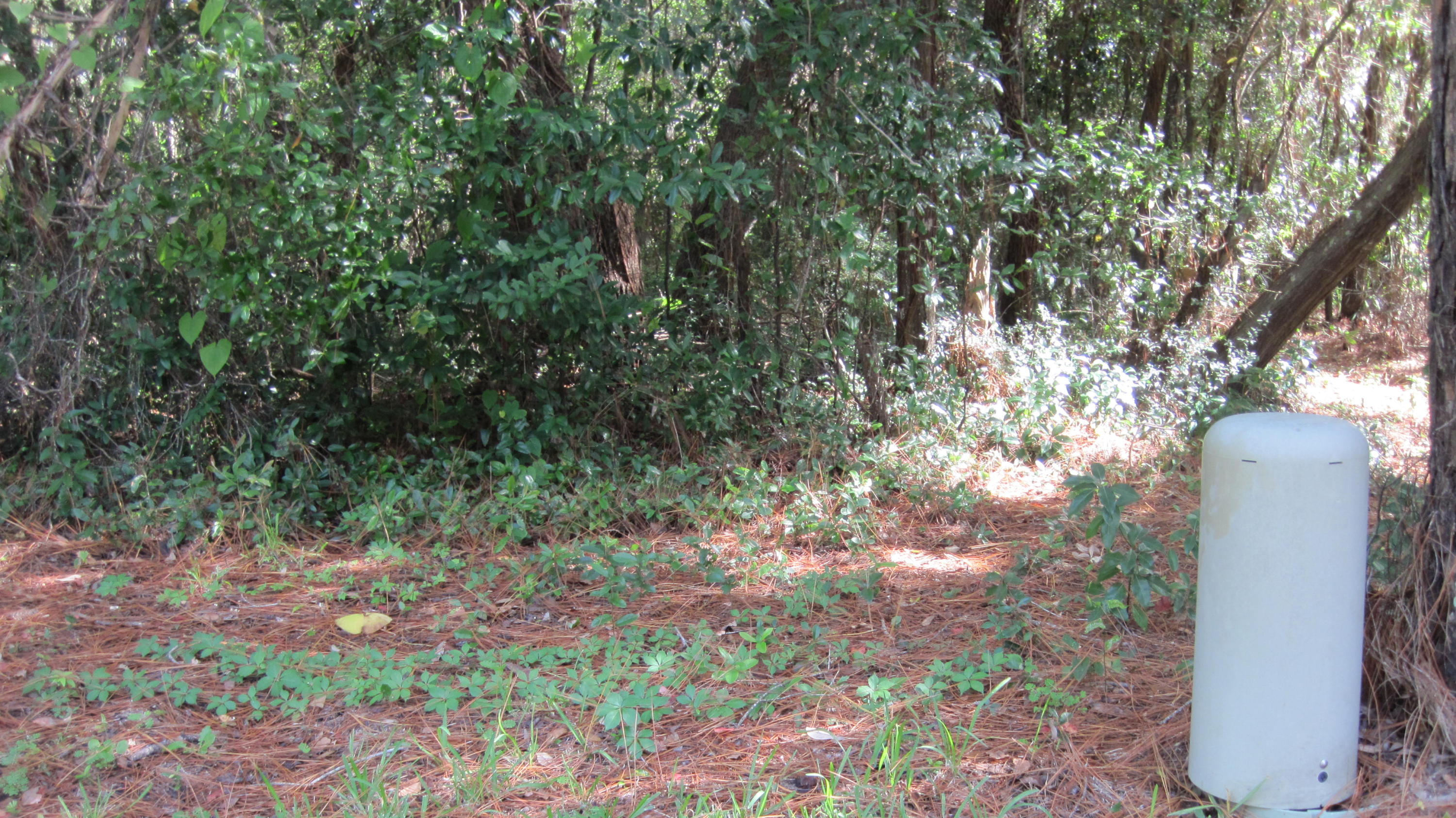 BERKSHIRE WOODS - Land