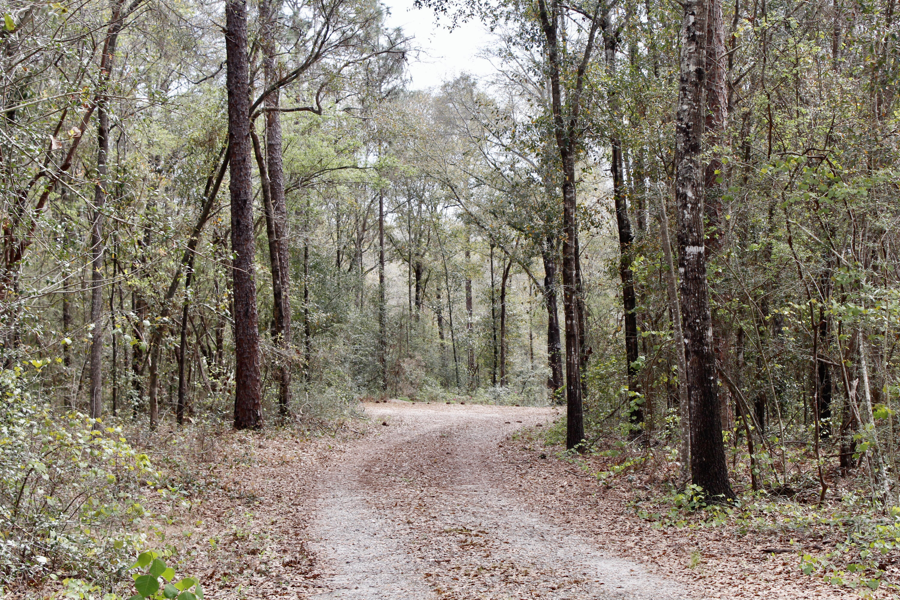 Holbrook Property - Land