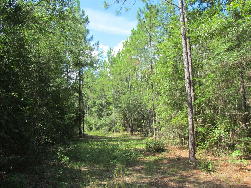 Attention Hunters, nature lovers and outdoor enthusiasts. 50 wooded acres. Merchantable timber. Mixed pines and hardwoods. Paved road frontage. Surrounded by beautiful farm land.Corner parcel. We call this type of property ''Recreational Acreage''! Ready for you to enjoy!