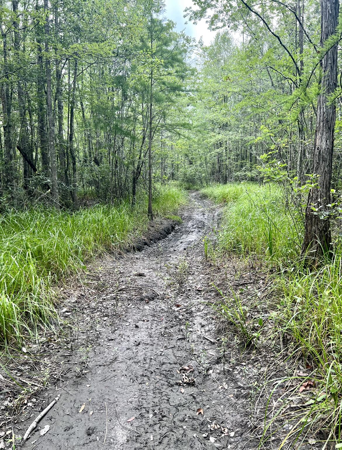 If you are looking for a peaceful country setting to build your dream home, second home, or just a place to hunt, camp and get away, this 15 wooded acres of vacant land could be just what the doctor ordered! There are currently no utilities on the property, but the utilities are in the area adding an additional cost saving feature to your investment opportunity! There are several possibilities that can be explored for this property, including potential pond site(s)!
