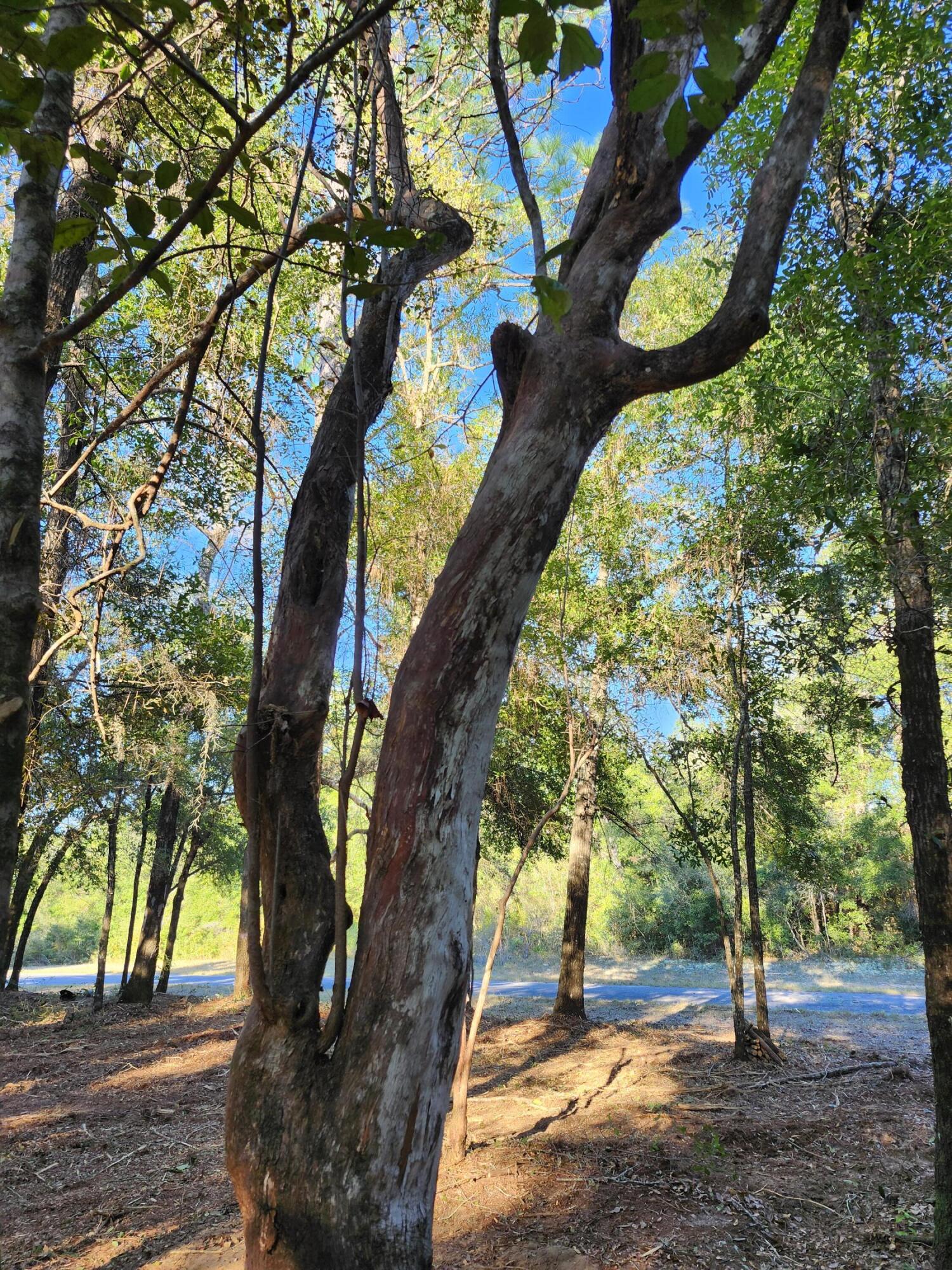 Sunny Hills S/D Unit 1 - Land