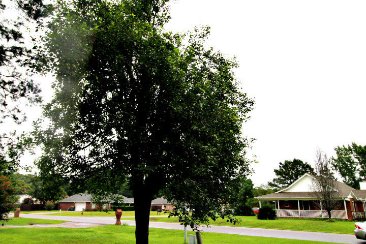 DOGWOOD ESTATES - Residential