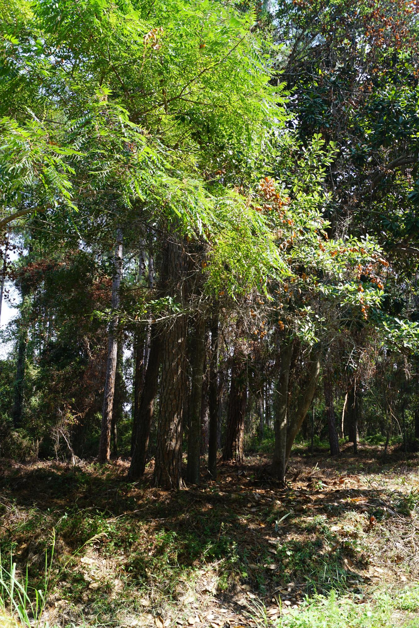 Located in Driftwood Estates, this would be the perfect place to call home! A .637 acre lot just across the street from the Choctawhatchee Bay and home could possibly have a bay view. There is no required build out time. Driftwood has a really nice public park with play ground, ball field, restrooms and basket ball court. Excellent location near Sacred Heart Hospital, Grand Blvd, just East of the Sandestin Resort and only a short drive to public boat launch at Legion Park, beach access at Tops'l Hill State Park and the intersection of 30A and Highway 98. This is an ideal place to build your dream home near the bay.