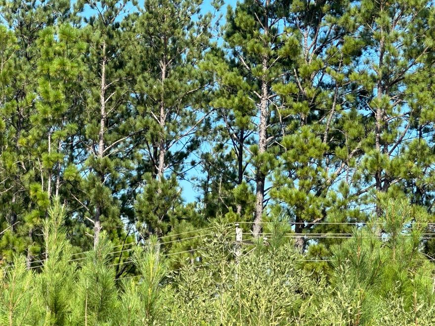 10 AC +/- Parcel D on Millside Road in Northwest Florida offering room to create a private homesite, recreational escape, or small farm setting. The land features a blend of hardwoods and planted pines, with open areas and natural cover that support the local wildlife frequently seen across the property. Deer tracks are visible throughout the parcel, adding to the character of this rural landscape. Whether planning a barndominium, traditional home, or a place to enjoy the outdoors, this property provides a flexible setting to bring your building ideas to life. The surrounding countryside offers quiet, open skies where the stars still shine bright at night. Millside Road is currently included in a county paving plan.