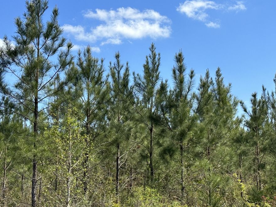 Dream Location for Country Living or Hunters Paradise either way you won't want to miss this opportunity! This Beautiful 18 +/- Acres of prime land has so much to offer, Power is available. Turkey season coming soon! Bring your build plans, hunting gear, Horses and ATVS LOCATION LOCATION!!!! This Property has Easy Access to Panama City Beaches I-10, Hwy 79, Hwy 81, and Hwy 90