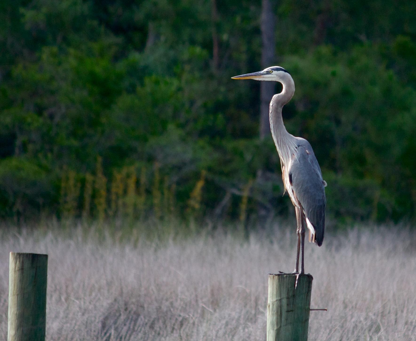 WOODLAND BAYOU ESTATES - Land