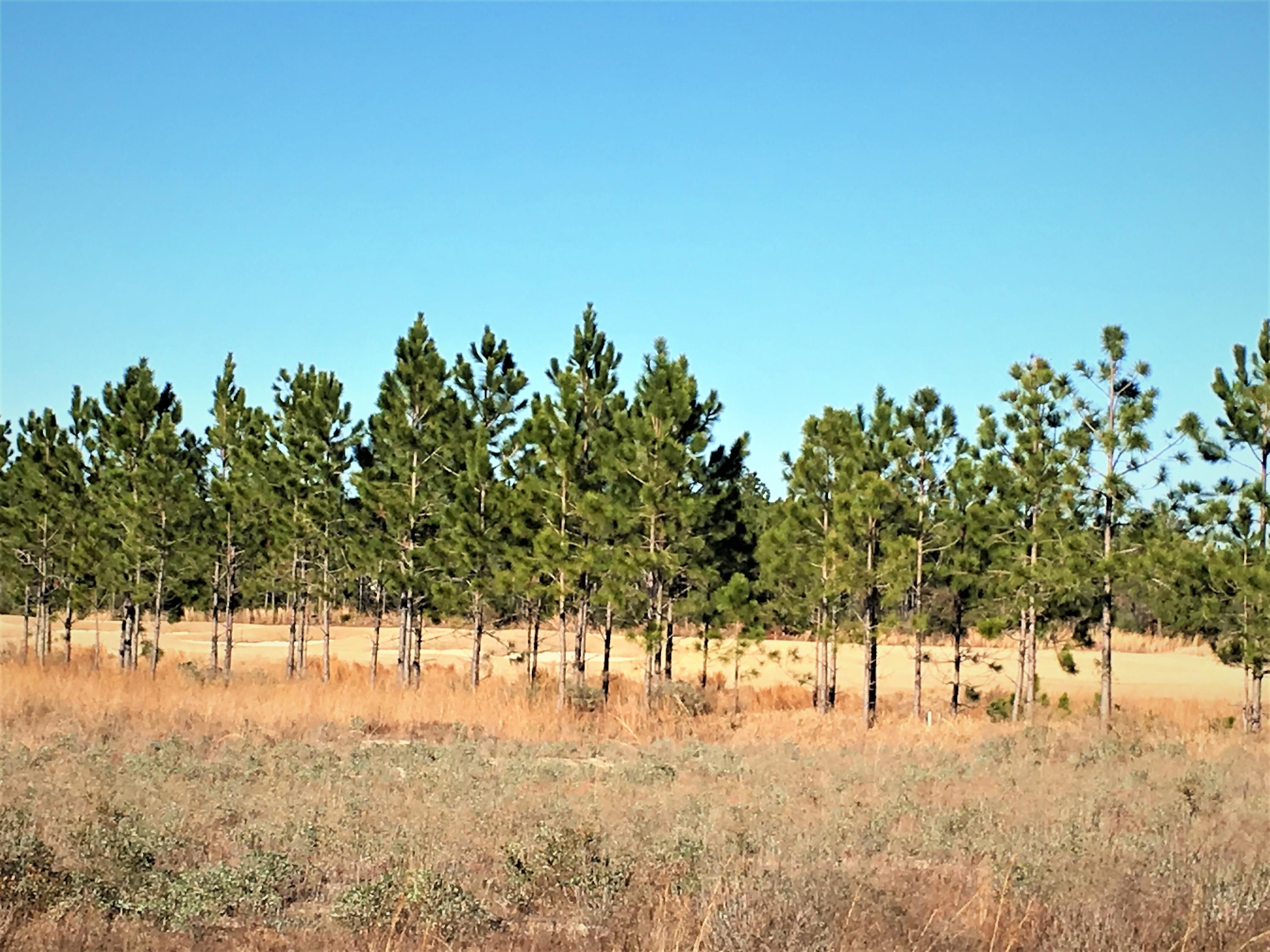 WINDSWEPT ESTATES - Residential