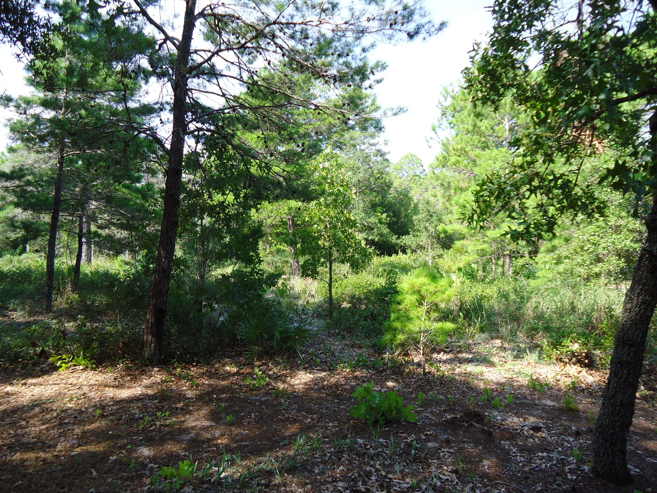 WATERCOLOR - Residential