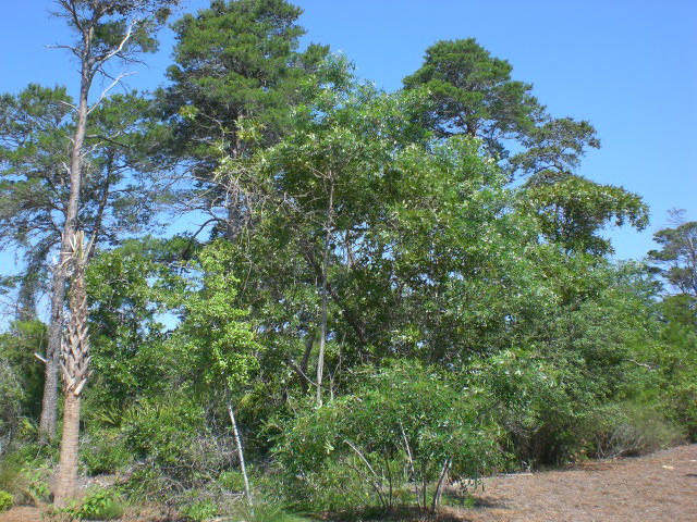 LAKESIDE AT BLUE MOUNTAIN BEACH - Land