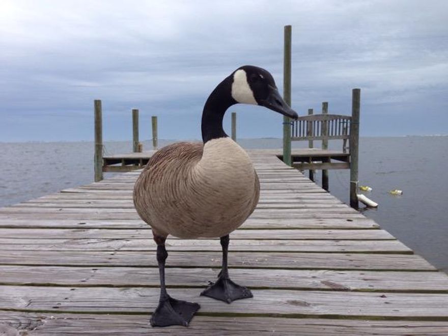 Want to live and play on the Sound over looking the Gulf Island Nat'l Seashore? This is the most affordable 1 bedroom waterfront condo from Pensacola to Navarre. Come East on Soundside Drive to find Paradise. Treasured views, natural light and abundant wildlife makes this a very special place to call home. There is a private dock for owners and guests with water and electricity; short term boat parking and a public boat ramp just 1/4 mile down Soundside.