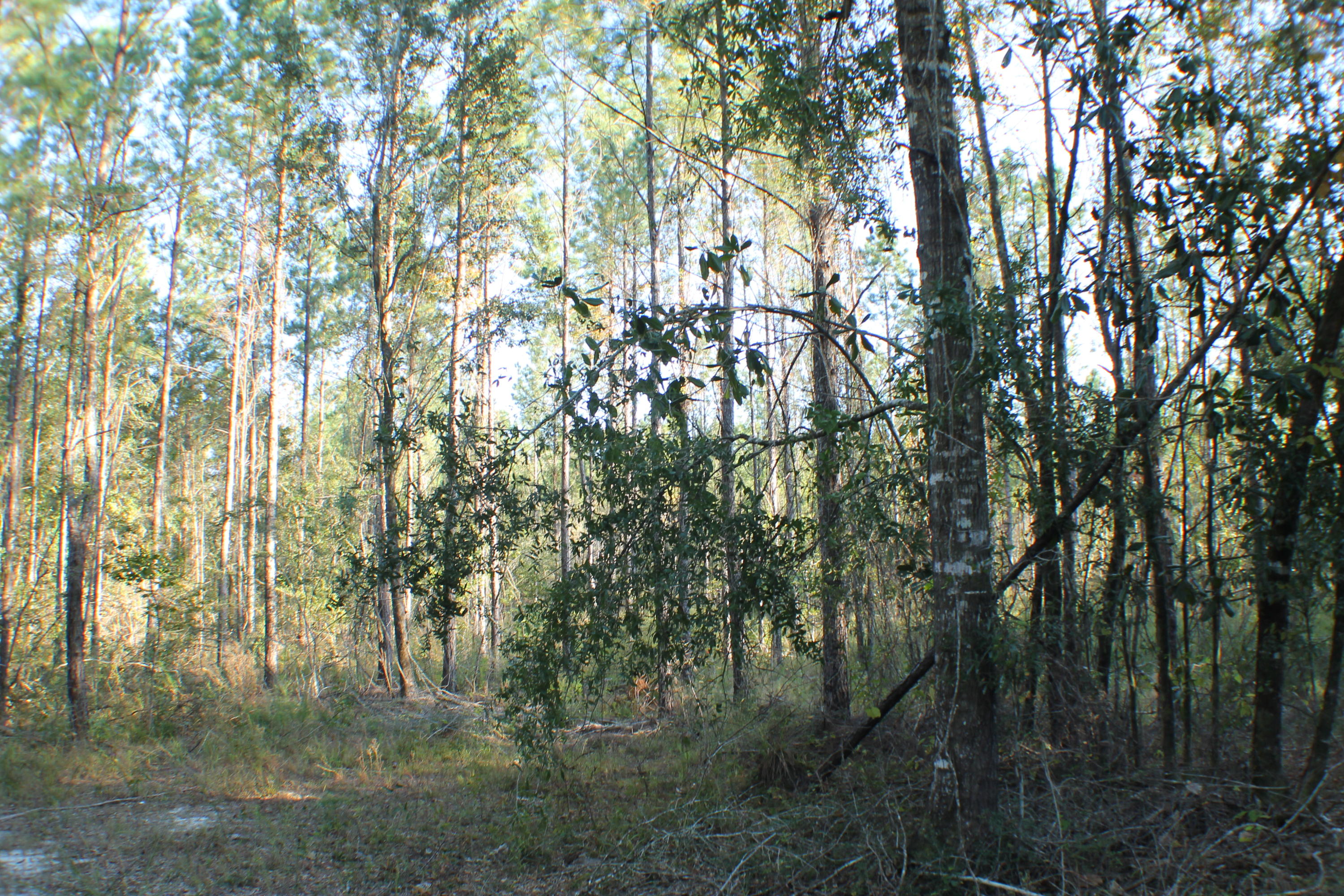 North Crestview development tract next to Yellow River Plantation. Paved road frontage. Connect Bill Lundy to Lake Silver Road. Potential development value of over $3,000,000 with 10-60 acre tracts and much much more with re-zoning. Planted Pines,(Ball park $200,000 in timber value),under ground power in place. Rolling hills, beautiful sunsets over the Yellow River Valley. This is out of the river flood zone! Deer and Turkey Galore! Bring your horses and four-wheeler fun! Development wow! Priced to move fast!