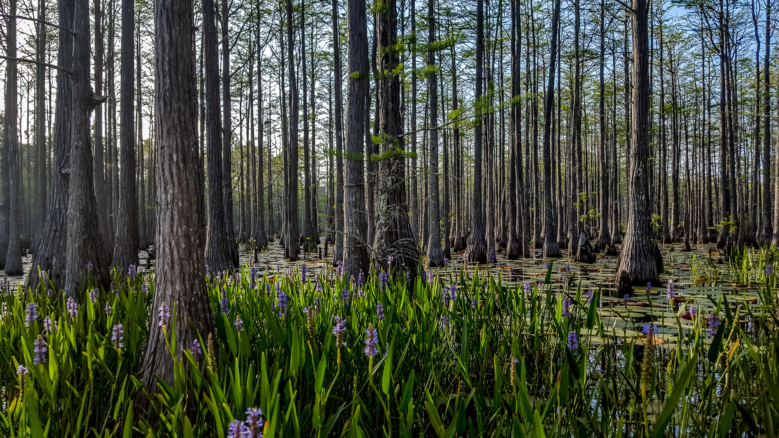 CYPRESS DUNES - Residential