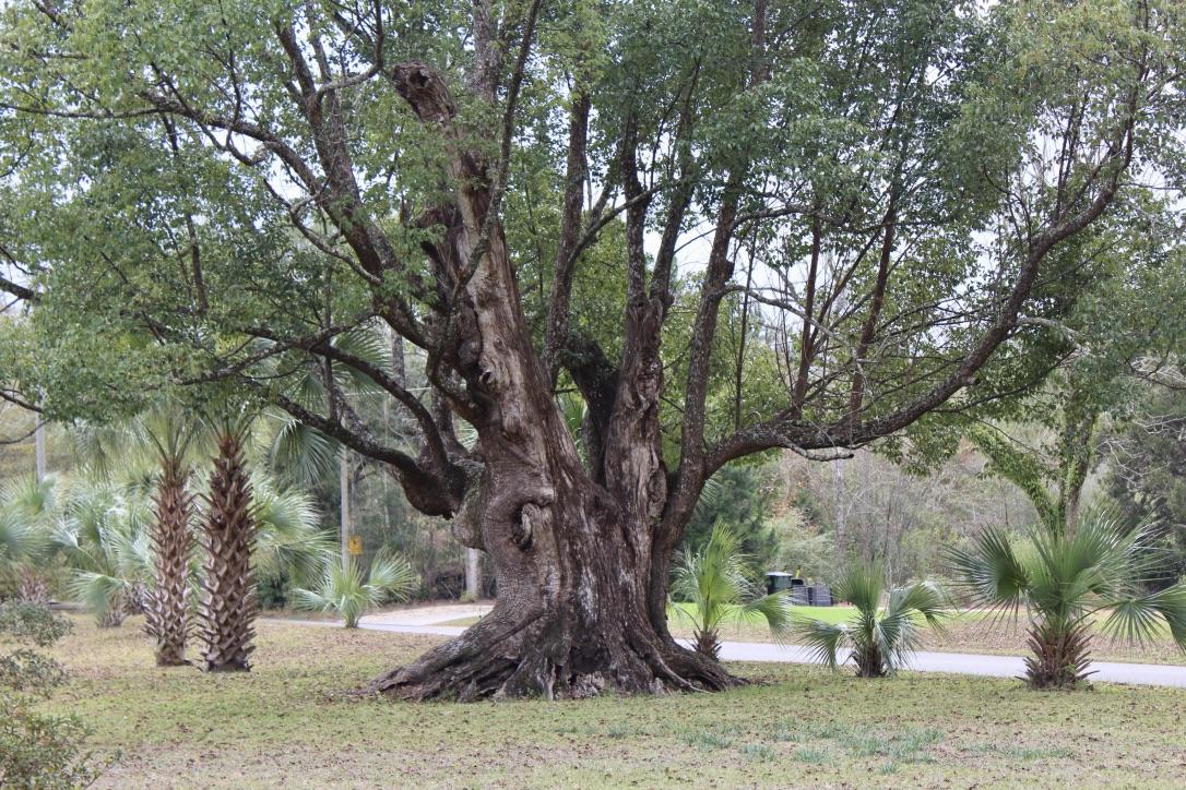 647 Hubbard Street - Residential