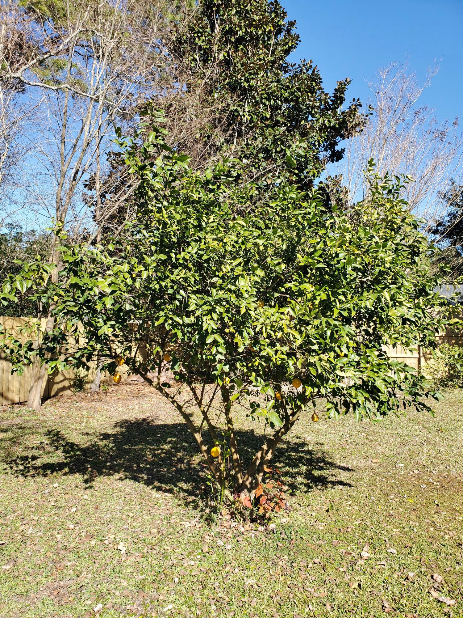 RAINTREE ESTATES - Residential