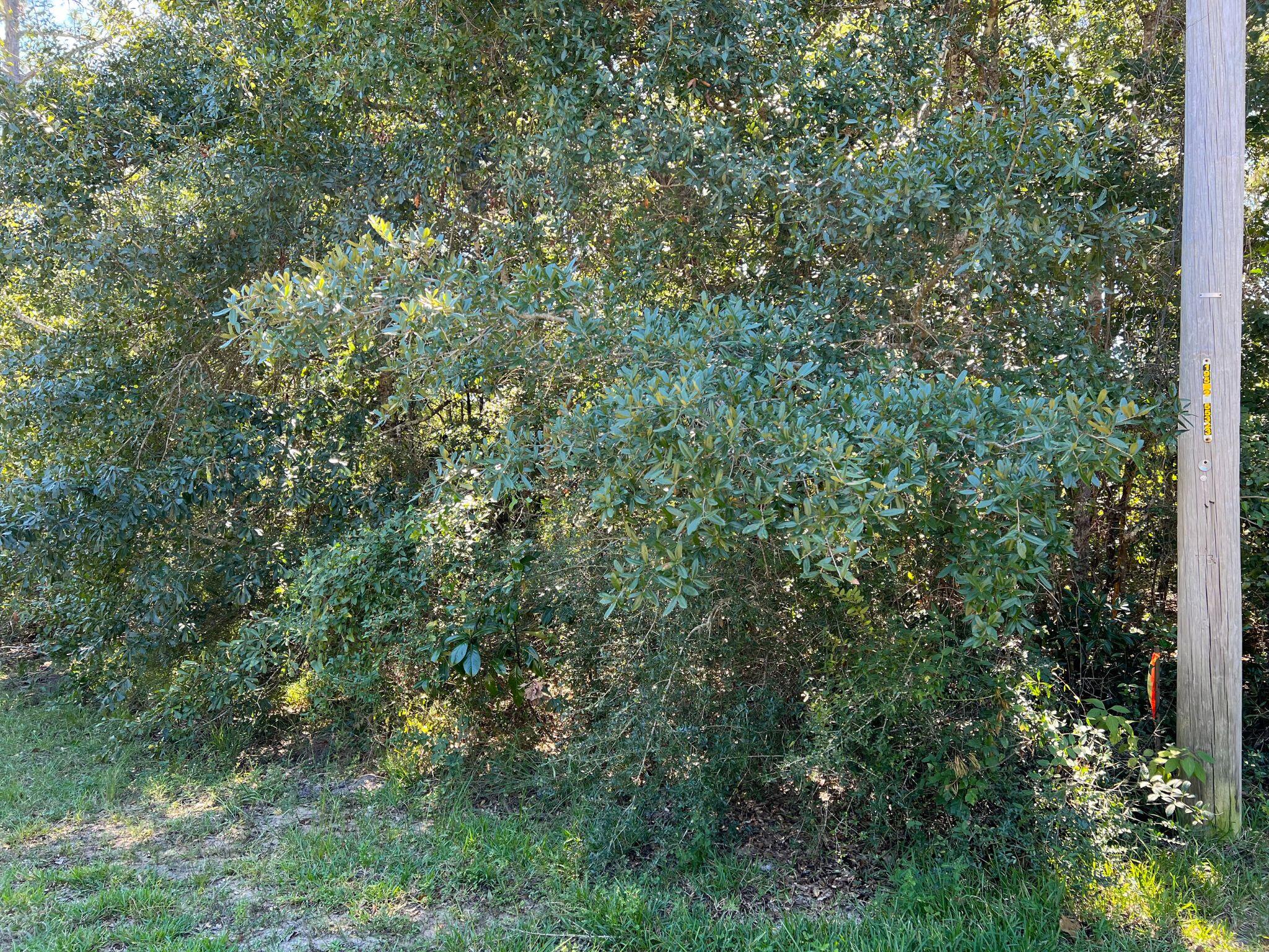 HAMMOCK DE GALVEZ - Land