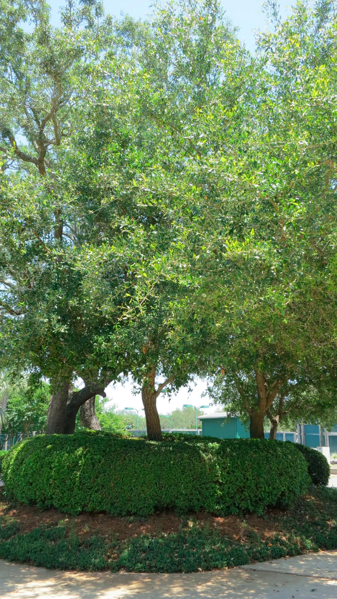 SHALIMAR POINTE S/D - Residential