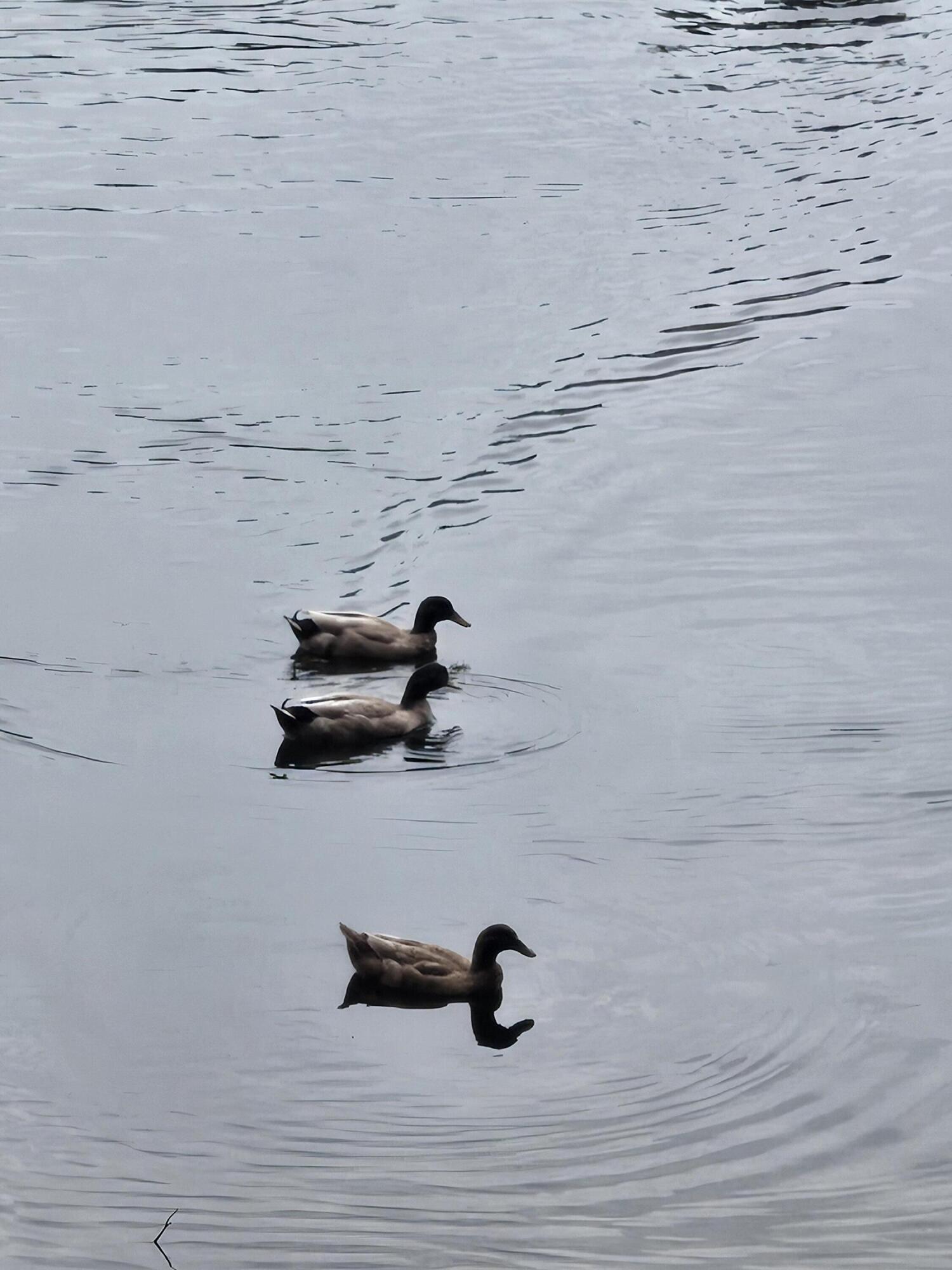 GULF TERRACE CONDO - Residential