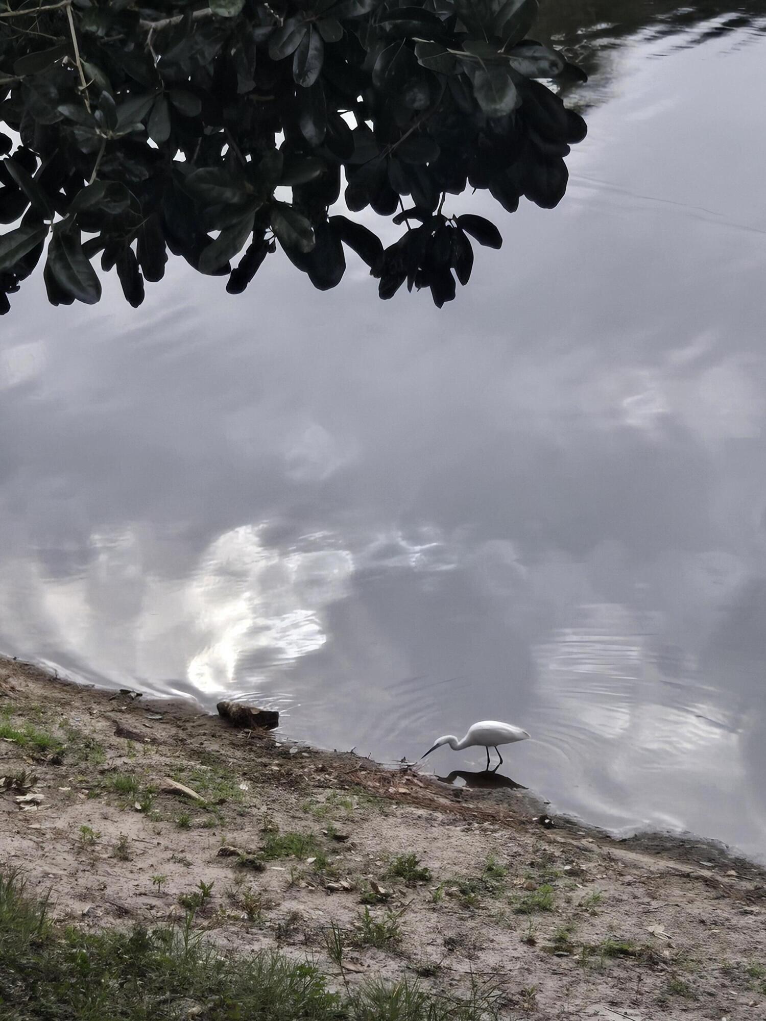 GULF TERRACE CONDO - Residential