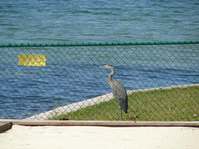 KIDD BAYOU OAKS - Residential