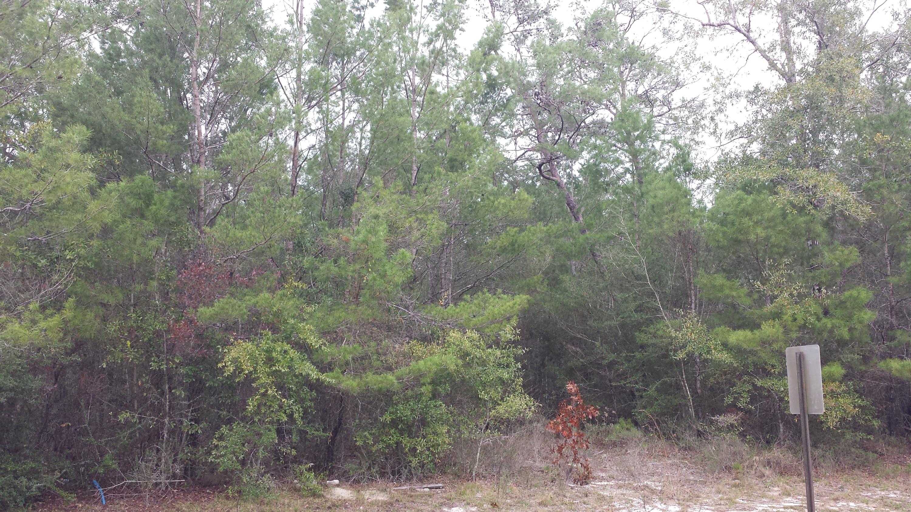 Magnolia Landing - Land