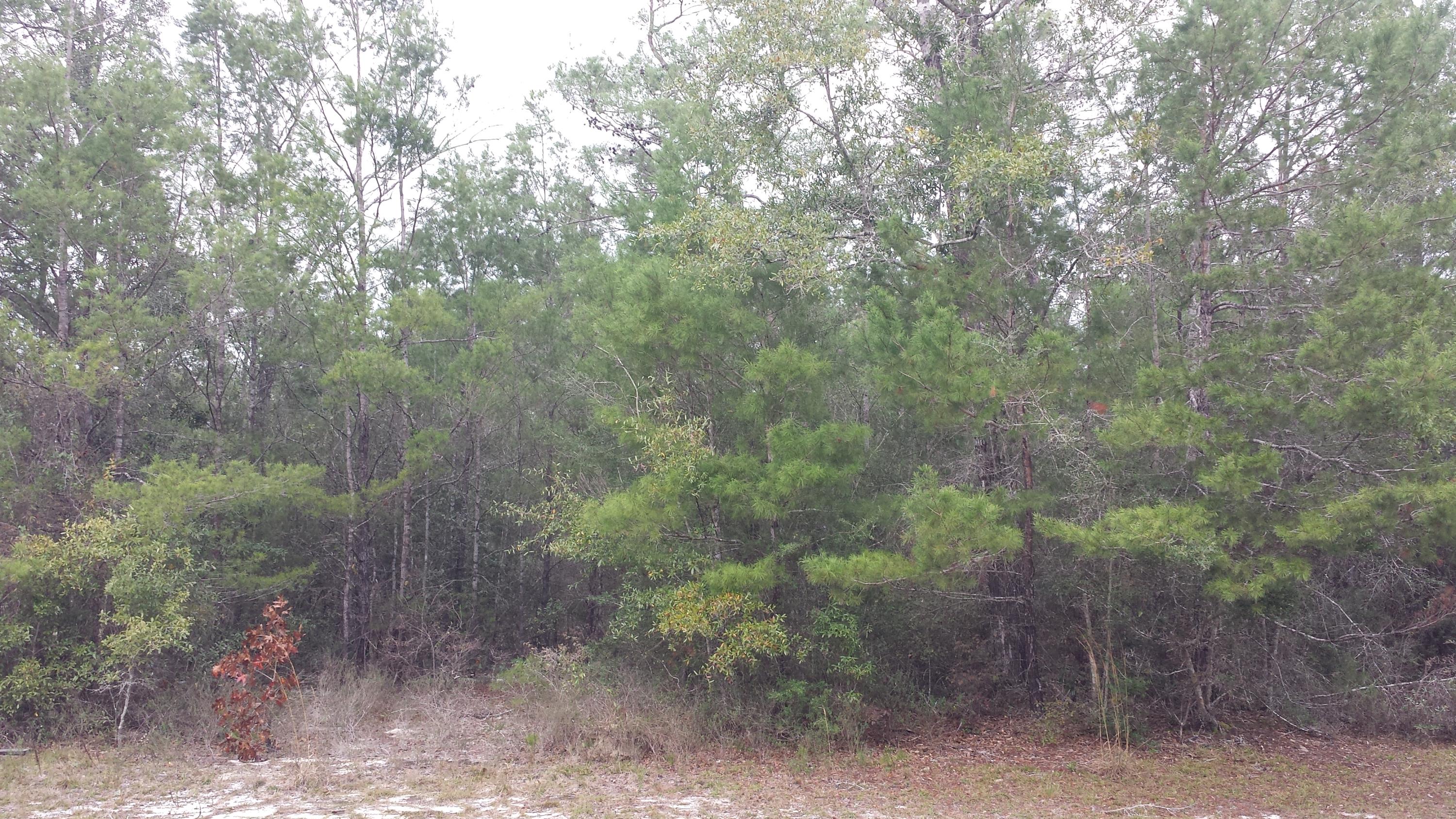 Magnolia Landing - Land