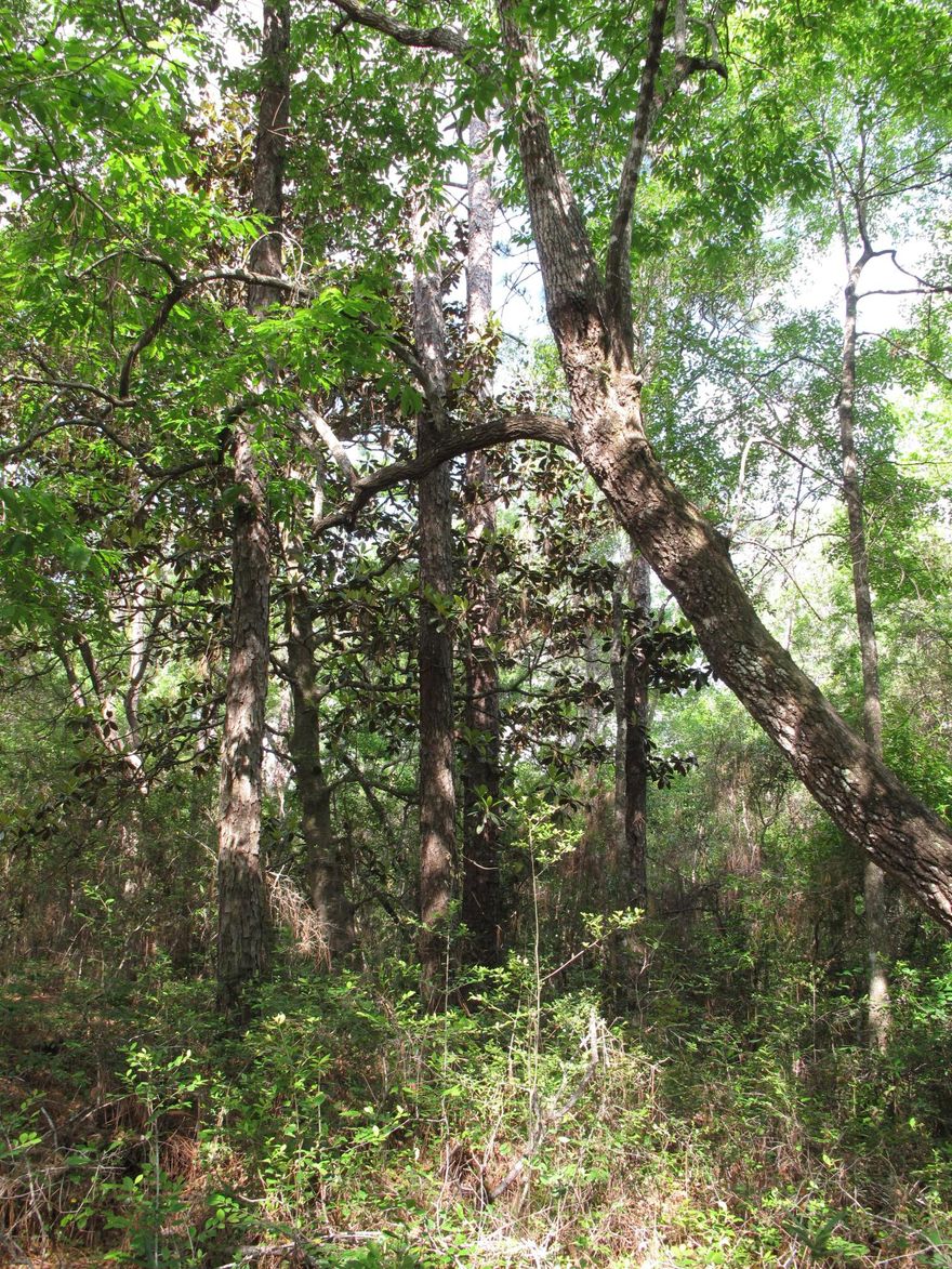 Deer Moss Creek is Niceville's newest community with beautiful wooded lots tucked into the first portion of 1100 acres. Annexed into the City of Niceville, this mixed-use community plans to include single-family, multi-family, commercial, a village center and a light industrial area. Phase 1 is named Hartfield and has ninety-eight single-family lots ranging from .11 acres to .38 acres. A paved trail system is planned to run along the path of the creek that runs the length of Deer Moss Creek, north to south. The Phase 1 portion of the trail is complete and there is also a park in the center of Hartfield. As future phases develop, there will be other amenities such as pools, community center, other parks, etc. A bike path is planned for both sides of Deer Moss Loop.