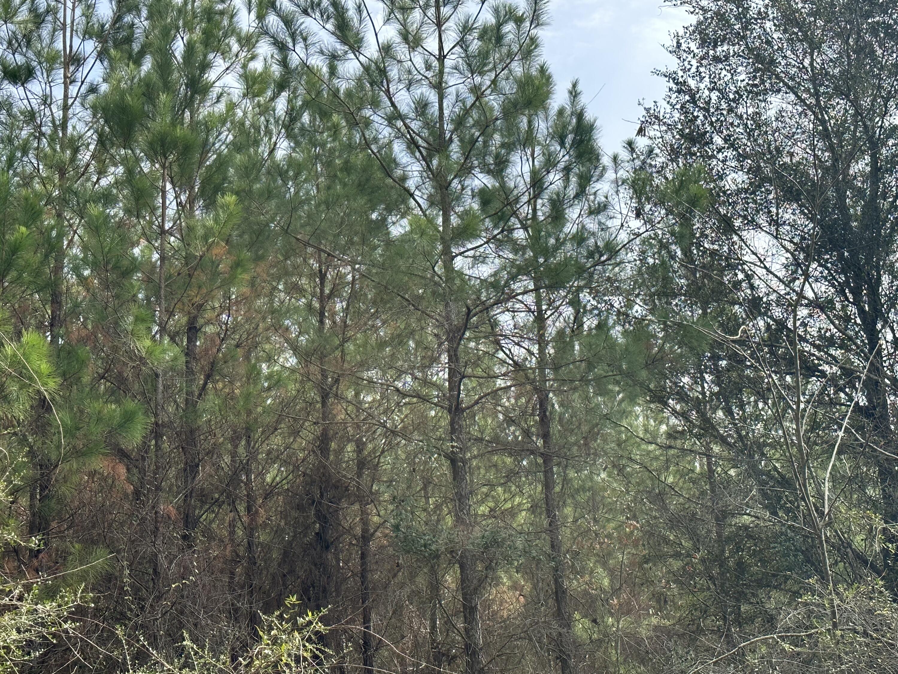 METES & BOUNDS - Land