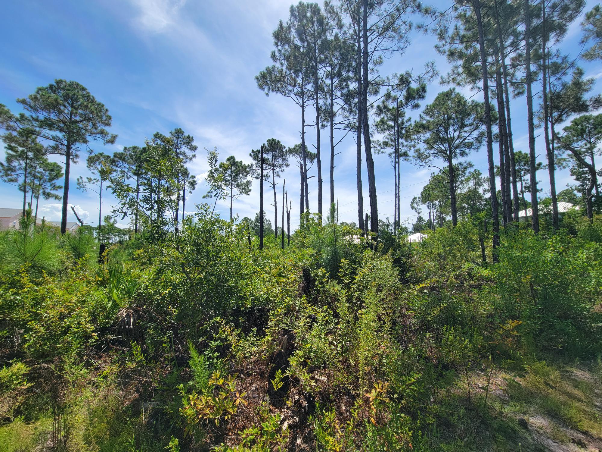 THOMPSON PLANTATION - Land
