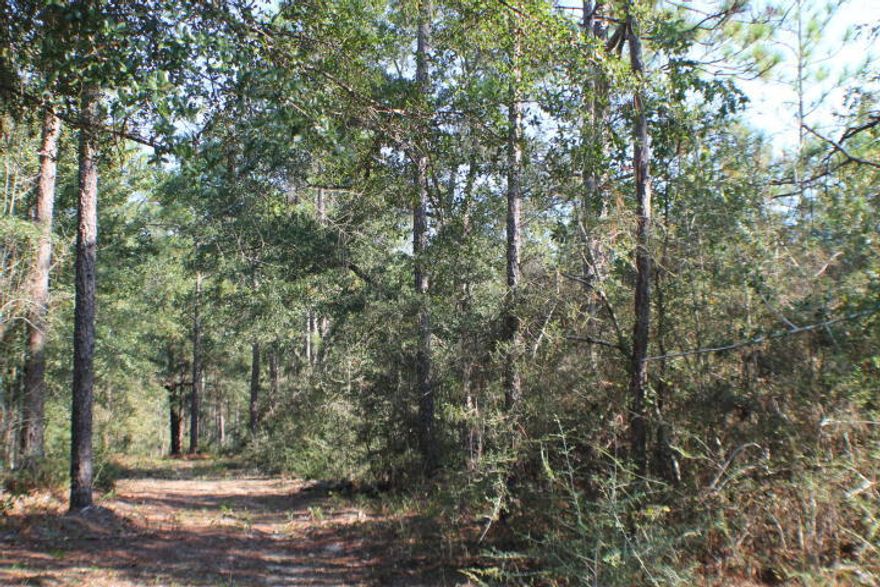 Beautiful Home Site! Mature Oaks! No Restrictions! Bring you floor plan,RV and your Barn! More Acreage Available.