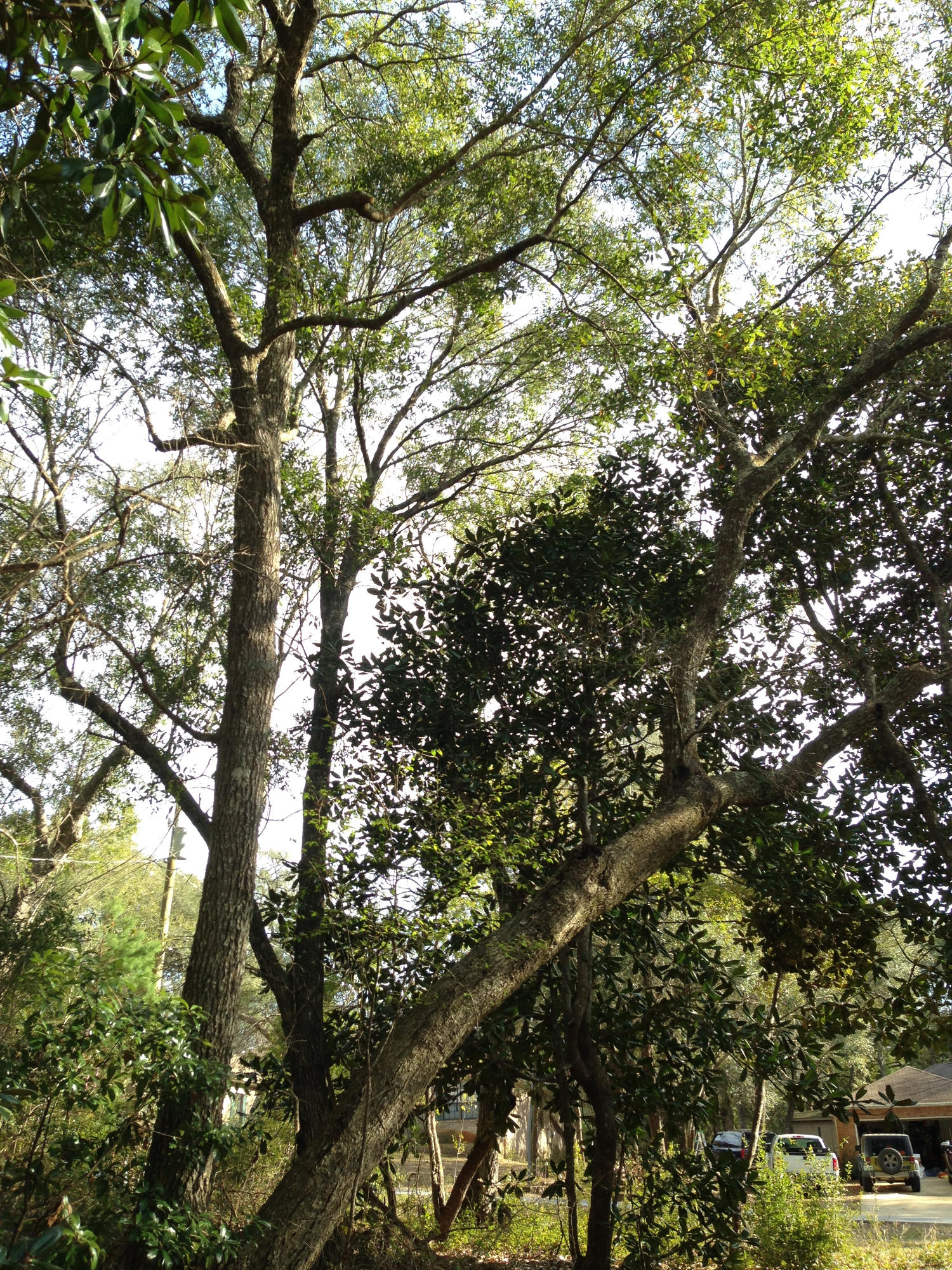 Lake Sharon Estates - Land