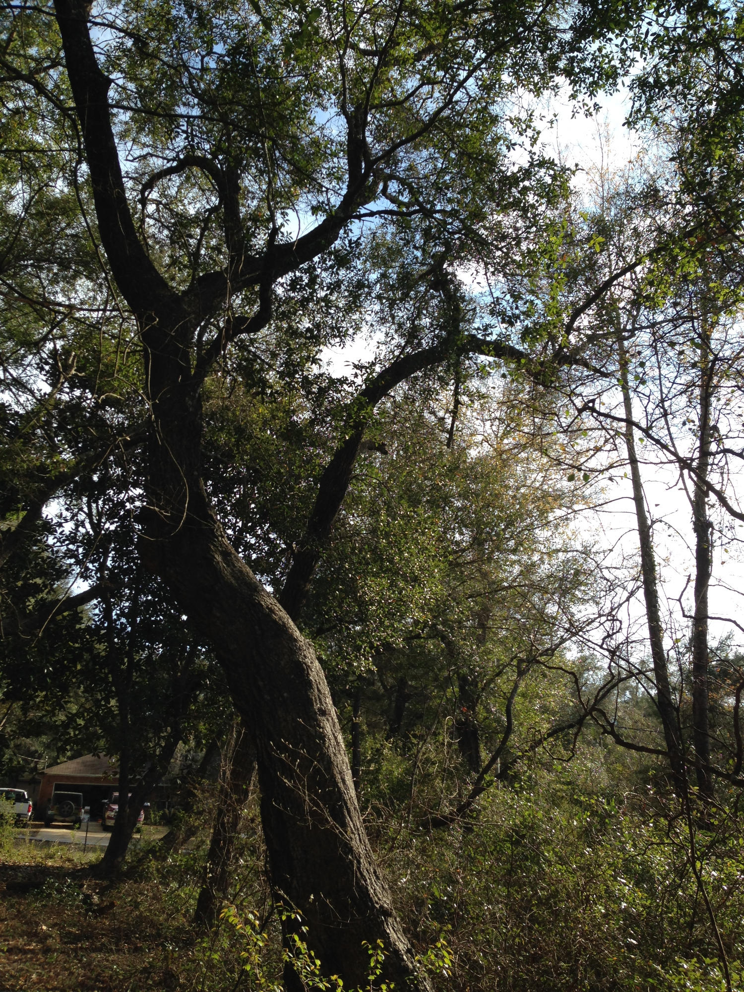 Lake Sharon Estates - Land