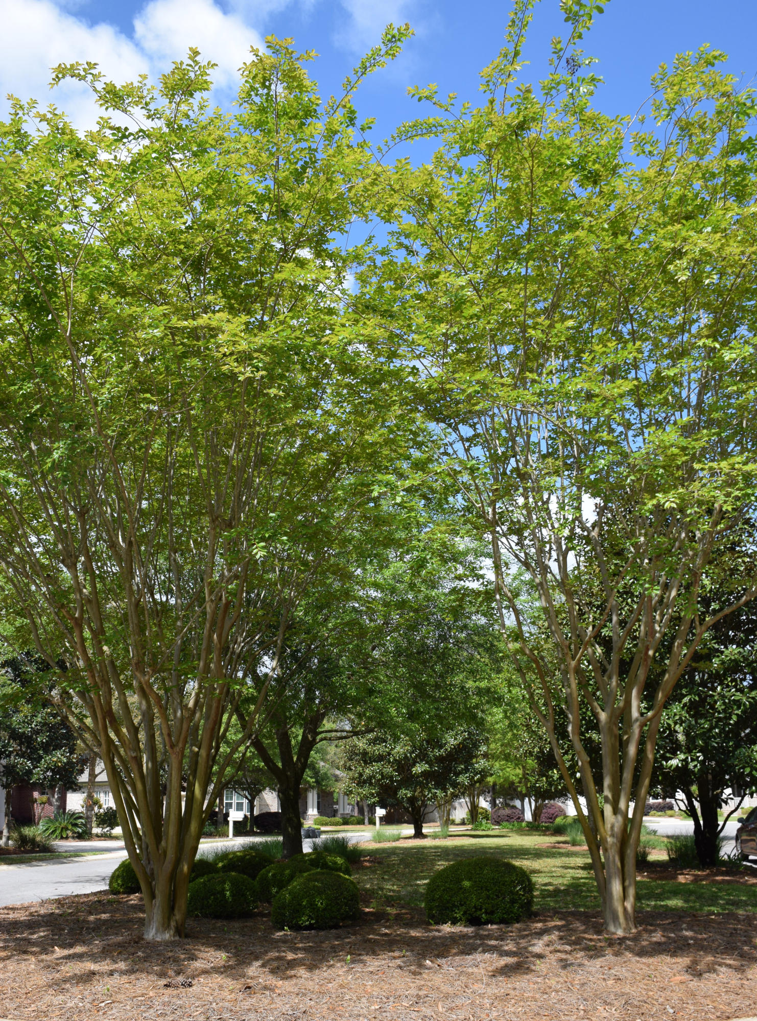 SWIFT CREEK PH VI A - Residential