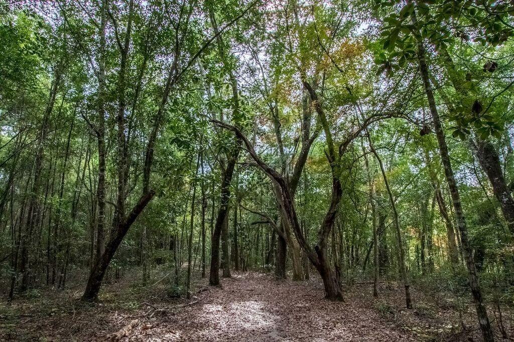 HAMMOCK BAY - FIREFLY - Residential