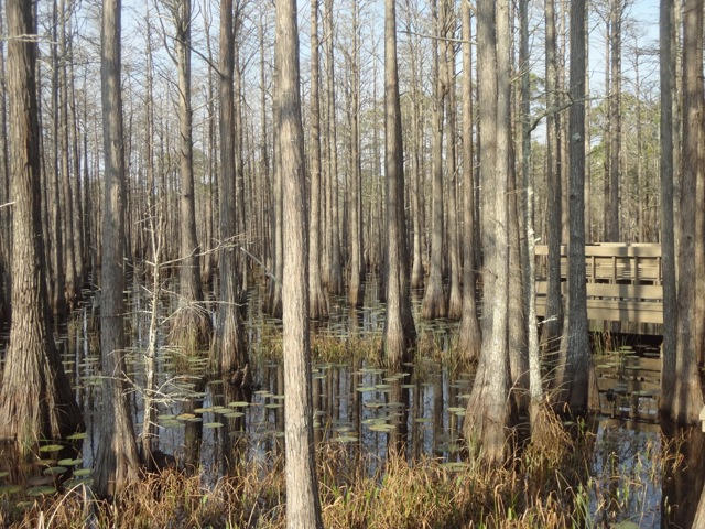 CYPRESS DUNES - Land